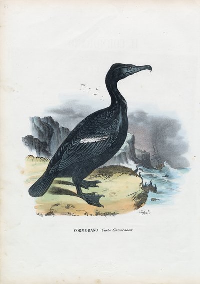 Cormorant, 1863-79 by Raimundo Petraroja